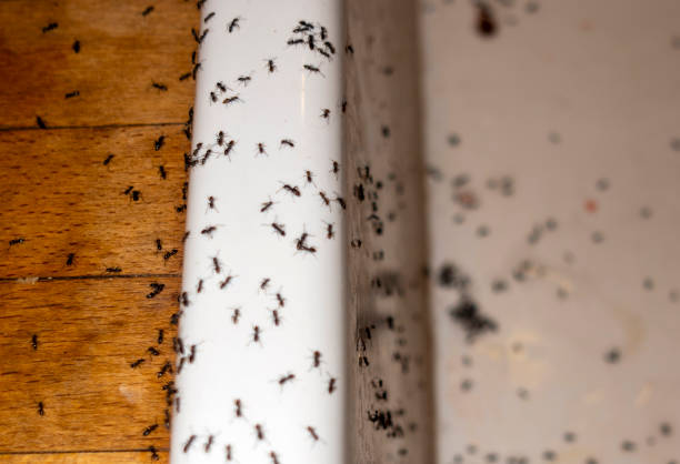 Best Best Pest Control Companies  in Archer City, TX